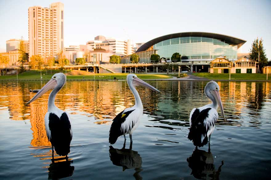 adelaide-birds-1